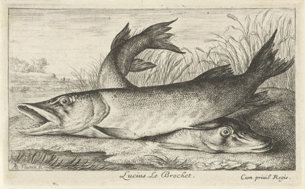 Two pike on a riverbank, Albert Flamen, Jacques van Merlen, Louis XIV King of France, 1664