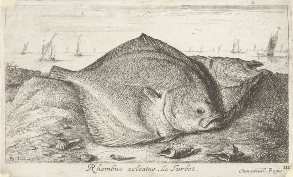 Two turbot on the beach, Albert Flamen, Jacques van Merlen, Lodewijk XIV (koning van Frankrijk),