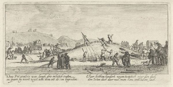 Whale stranded in Noordwijk, The Netherlands 1629, Anonymous, 1629