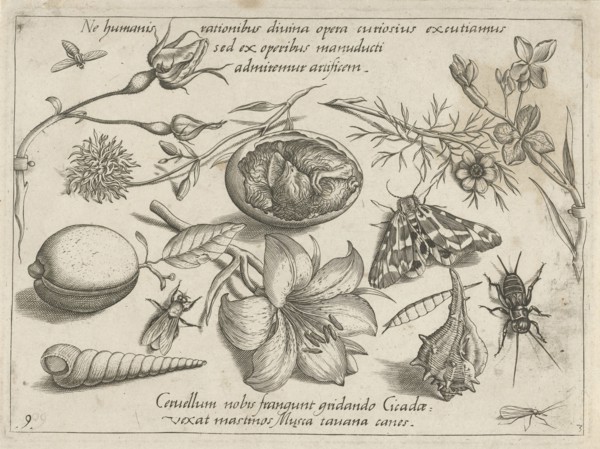 Insects, plants and shells around a chick in an egg, Jacob Hoefnagel, Joris Hoefnagel, 1592