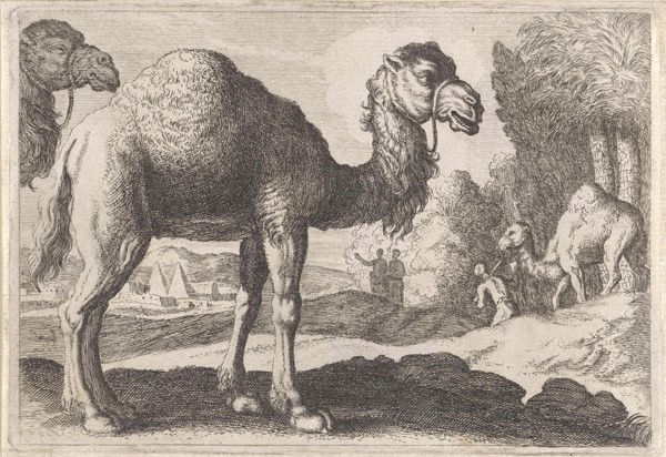 Camels, Anonymous, Herman van Swanevelt, 1636 - 1705