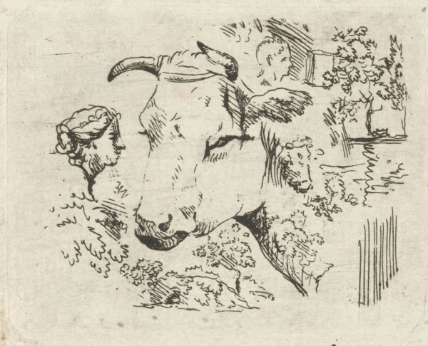 Study Sheet with cow's head, Hermanus Fock, 1781 - 1822