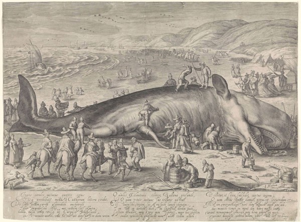 Whale stranded near Berckhey, 1598, Jacob Matham, Hendrick Goltzius, Theodorus Schrevelius, 1598