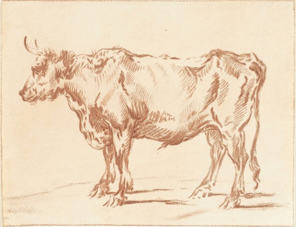 Standing ox, Jurriaan Cootwijck, Paulus Potter, 1724 - 1798