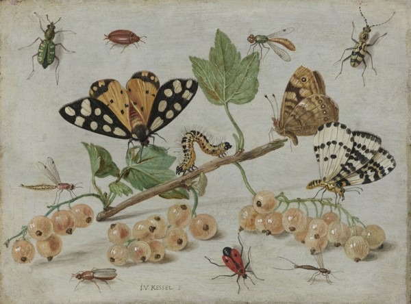 Insects and Fruit, Jan van Kessel, I, c. 1660 - c. 1665