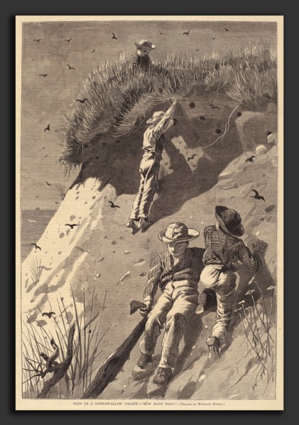 Edward Lagarde (American, 19th Century) after Winslow Homer, Raid on a Sand-Swallow Colony - "How