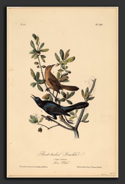 John T. Bowen after John James Audubon, Boat-tailed Grackle, American, c. 1810 - probably 1856,