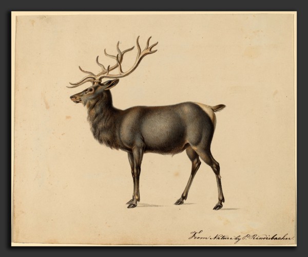 Peter Rindisbacher, European Elk, American, 1806 - 1834, gouache on wove paper