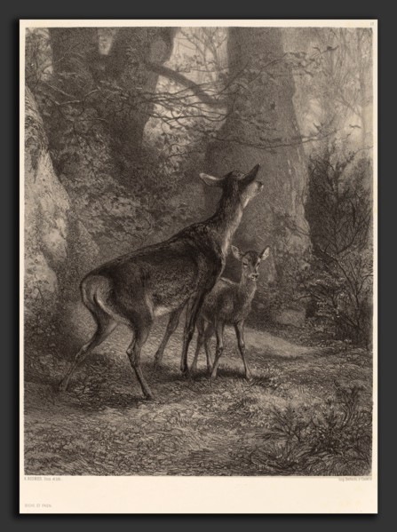 Karl Bodmer, Biche et Faon, Swiss, 1809 - 1893, lithograph