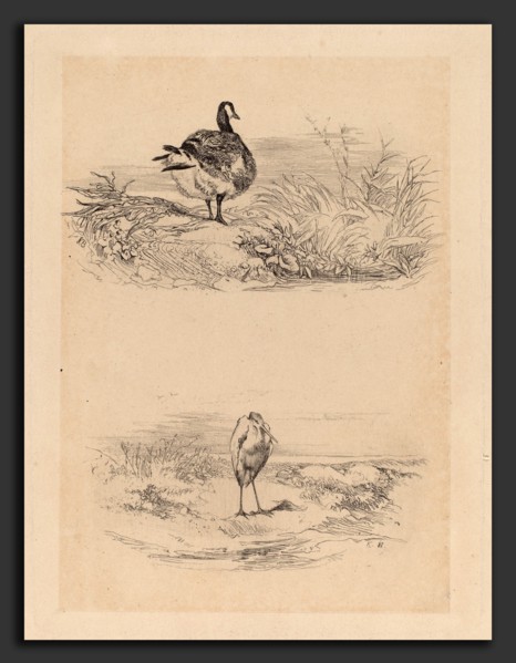 Karl Bodmer, Oie, Heron, Swiss, 1809 - 1893, etching