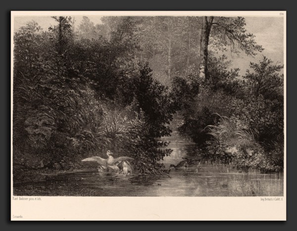 Karl Bodmer, Canards, Swiss, 1809 - 1893, 1861-1866, lithograph