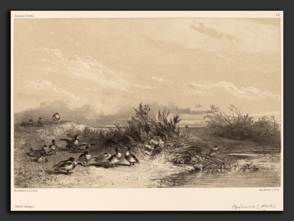 Karl Bodmer, Canards Sauvages, Swiss, 1809 - 1893, lithograph