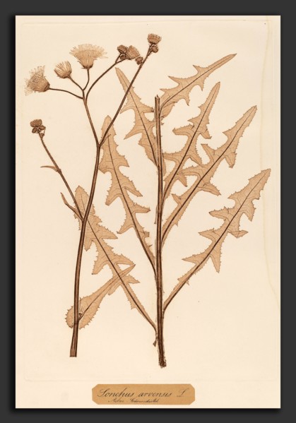 Constetin von Ettinghausen and Alois Pokorny (Austrian, active 1856), Sonchus arvensis, 1856,