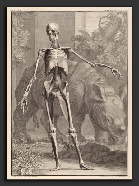 Jan Wandelaar (Dutch, 1690 - 1759), Musculorum Tabula IV, 1742, engraving on laid paper with