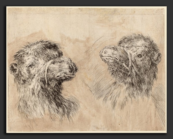 Stefano Della Bella (Italian, 1610 - 1664), Two Camel Heads [recto], probably 1649, etching with