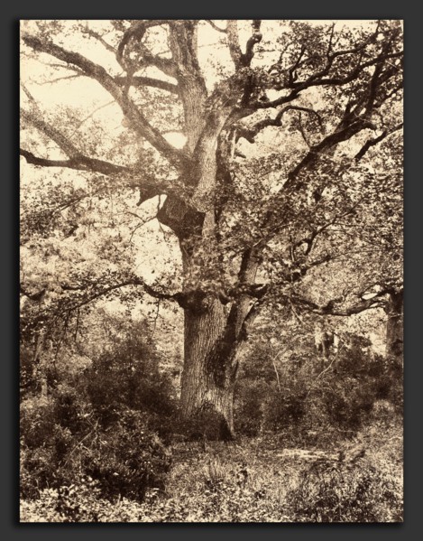EugÃ¨ne Cuvelier (French, 1837 - 1900), PrÃ¨s du Bodmer, 1860s, albumen print