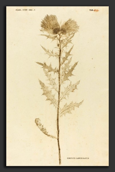 Johann Hieronymus Kniphof (German, 1704 - 1763), Carduus Lanceolatus, published 1757-1764, pressed