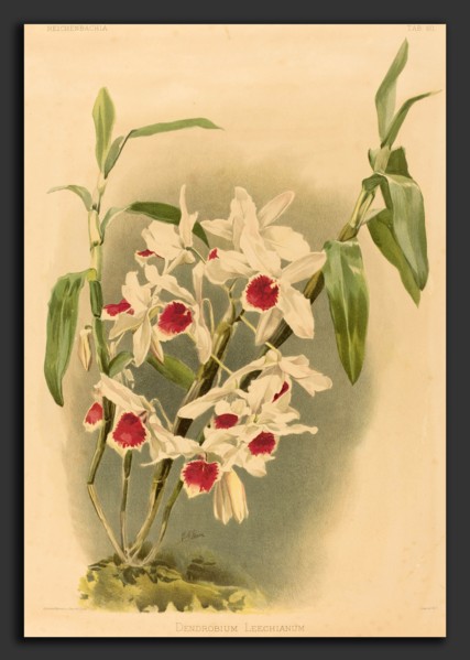 Joseph Mansell after Henry George Moon (British, active 19th century), Dendrobium Leechianum, color