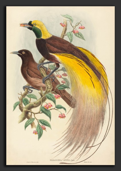 John Gould and W. Hart (British, 1804 - 1881), Bird of Paradise (Paradisea apoda), published