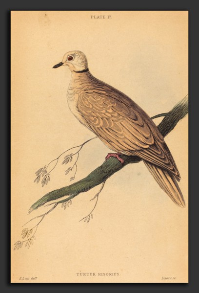 William Home Lizars after Edward Lear (Scottish, 1788 - 1859), Turtur Risorius, hand-colored