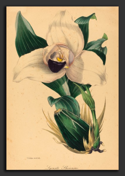 Samuel Holden, Lycaste Skinneri, British, active 1845-1847, hand-colored lithograph