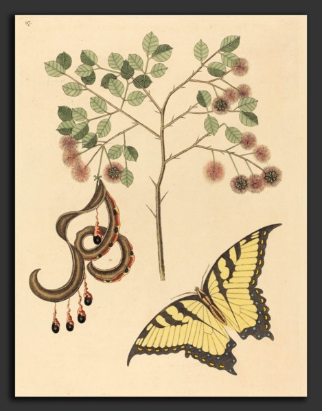 Mark Catesby (English, 1679 - 1749), Cat's Claw (Mimosa circinalis), published 1731-1743,