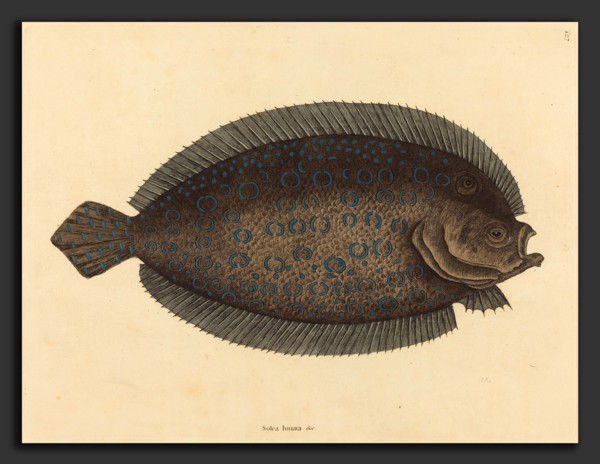 Mark Catesby (English, 1679 - 1749), The Sole (Pleuronectes lunatus), published 1731-1743,