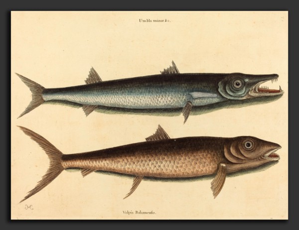 Mark Catesby (English, 1679 - 1749), The Barracuda (Esox barracuda), published 1754, hand-colored