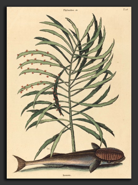 Mark Catesby (English, 1679 - 1749), The Sucking Fish (Echeneis Naucratis), published 1731-1743,