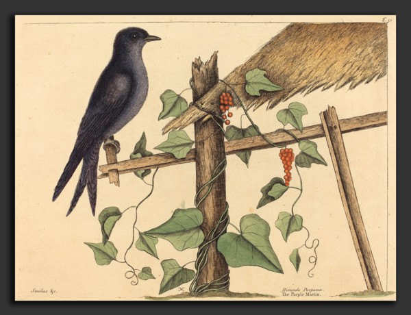 Mark Catesby (English, 1679 - 1749), The Purple Martin (Hirundo purpurea), published 1731-1743,