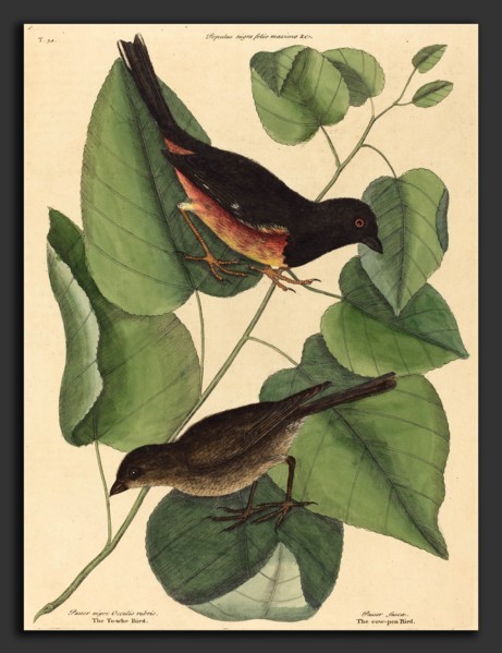 Mark Catesby (English, 1679 - 1749), The Towhe Bird (Fringilla erythrophthalma), published 1754,