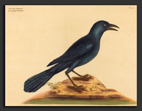 Mark Catesby (English, 1679 - 1749), The Purple Jack Daw (Gracula Quiscula), published 1731-1743,