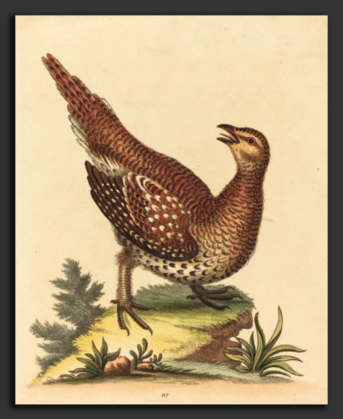 George Edwards (English, 1694 - 1773), Brown Speckled Bird, hand-colored etching on laid paper