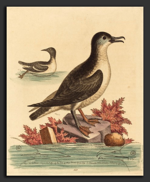 George Edwards (English, 1694 - 1773), The Guillemot and the Puffin of the Isle of Man, 1762,