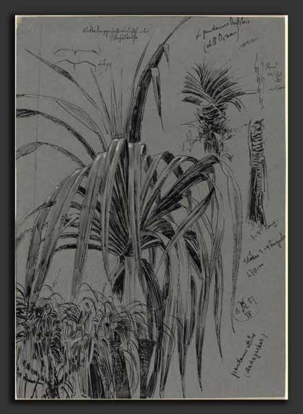 Max Seliger (German, 1865 - 1920), Studies of Screwpines from Madagascar, 1887, pen and brown ink