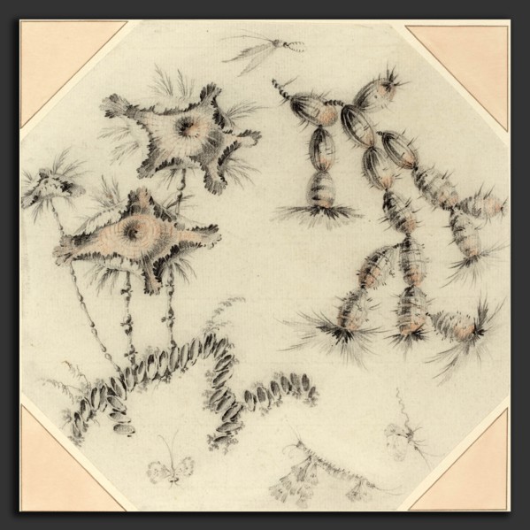 Jean-Baptiste Pillement (French, 1728 - 1808), Bamboo Flowers and Cactus, black and red chalk on