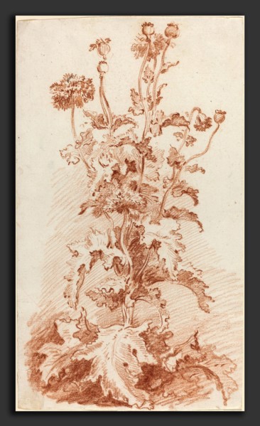 Jean-Baptiste HÃ¼et, I (French, 1745 - 1811), Poppies with Seed Pods, mid 1760s, red chalk on laid