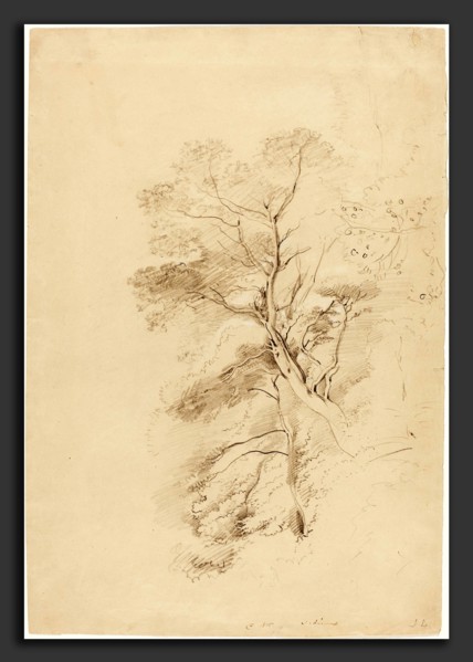 John Linnell (British, 1792 - 1882), A Beech Wood, 1815, graphite heightened with white chalk on