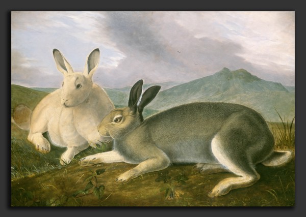 John James Audubon, Arctic Hare, American, 1785 - 1851, c. 1841, pen and black ink and graphite