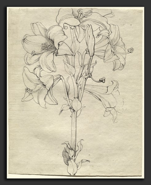 Philipp Otto Runge (German, 1777 - 1810), A Stalk of Lilies with Six Blooms, 1808, pen and black
