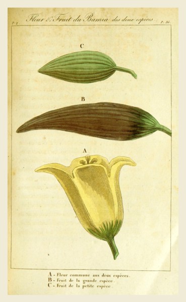 Flower and fruit of Bamia