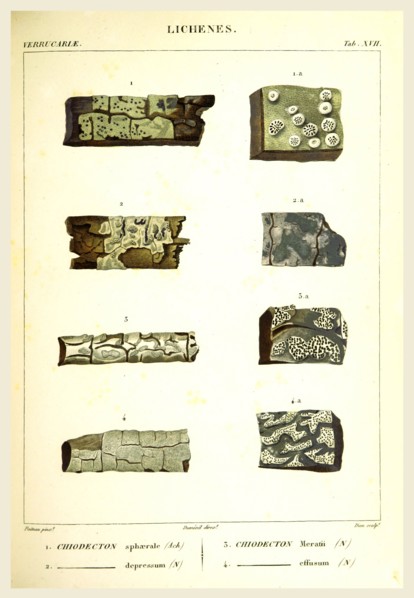 Lichenes, 19th century engraving, lichen, lichens