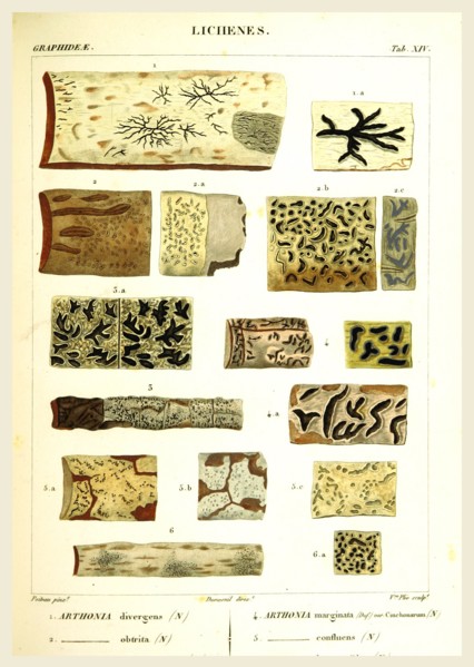 Lichenes, 19th century engraving, lichen, lichens