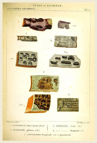 Fingi and Lichenes, 19th century engraving, lichen, lichens