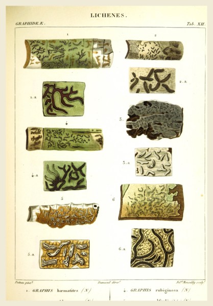 Lichenes, 19th century engraving, lichen, lichens