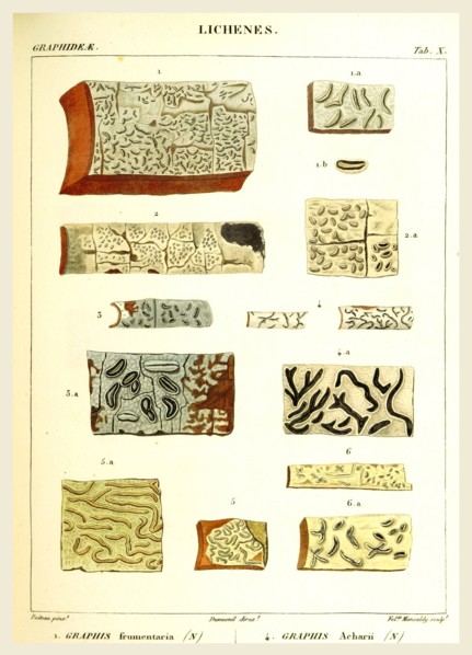 Lichenes, 19th century engraving, lichen, lichens