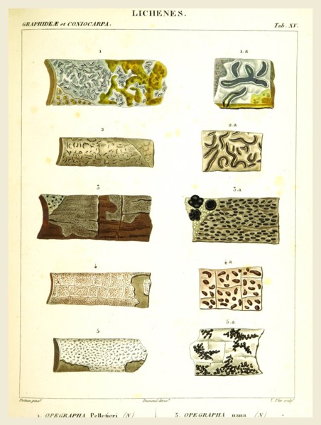 Lichenes, 19th century engraving, lichen, lichens