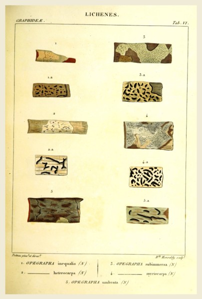 Lichenes, 19th century engraving, lichen, lichens