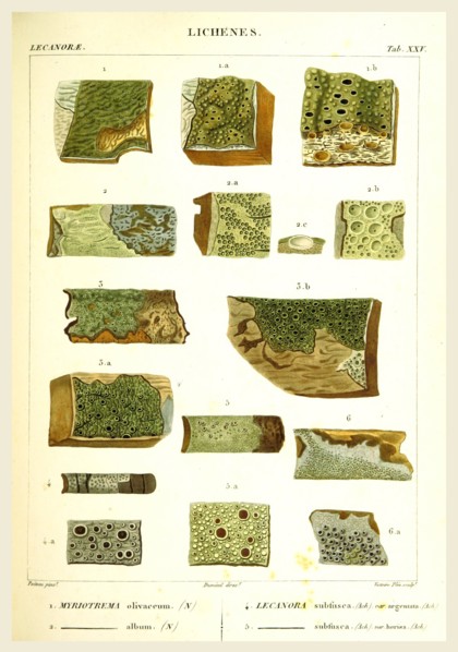 Lichenes, 19th century engraving, lichen, lichens