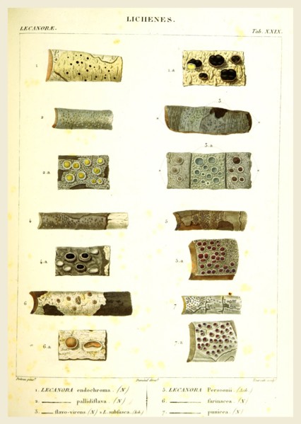 Lichenes, 19th century engraving, lichen, lichens